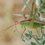 Antalinis pjūklius - Poecilimon antalyaensis | Fotografas Gintautas Steiblys