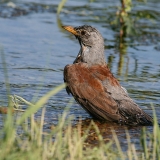 Smilginis strazdas - Turdus pilaris | Fotografas Gintautas Steiblys