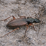 Žvitražygis - Agonum sordidum | Fotografas Gintautas Steiblys