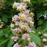 Paprastasis kaštonas - Aesculus hippocastanum | Fotografas Gintautas Steiblys