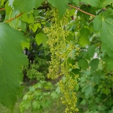 Platanalapis klevas - Acer pseudoplatanus | Fotografas Gintautas Steiblys
