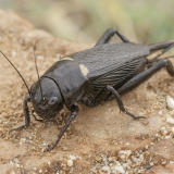 Dvidėmis svirplys - Gryllus bimaculatus ♀ | Fotografas Gintautas Steiblys