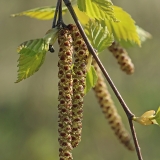 Karpotasis beržas - Betula pendula | Fotografas Gintautas Steiblys