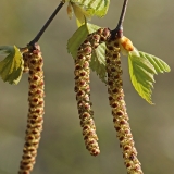 Karpotasis beržas - Betula pendula | Fotografas Gintautas Steiblys