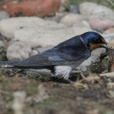 Šelmeninė kregždė - Hirundo rustica | Fotografas Gintautas Steiblys