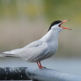 Upinė žuvėdra - Sterna hirundo | Fotografas Gintautas Steiblys