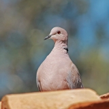 Pietinis purplelis - Streptopelia decaocto | Fotografas Gintautas Steiblys