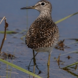 Tikutis - Tringa glareola | Fotografas Gintautas Steiblys
