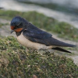 Šelmeninė kregždė - Hirundo rustica | Fotografas Gintautas Steiblys