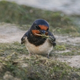 Šelmeninė kregždė - Hirundo rustica | Fotografas Gintautas Steiblys
