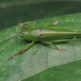 Smailiagalvis - Ischnophyllus viridipennis | Fotografas Gintautas Steiblys