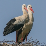 Baltieji gandrai - Ciconia ciconia | Fotografas Gintautas Steiblys