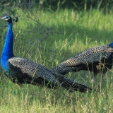 Paprastieji povai - Pavo cristatus | Fotografas Gintautas Steiblys