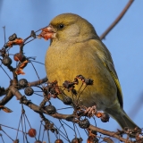 Europinė žaliukė - Chloris chloris | Fotografas Gintautas Steiblys