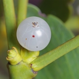Paprastasis amalas - Viscum album | Fotografas Gintautas Steiblys