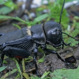 Dirvoninis svirplys - Gryllus campestris ♂ | Fotografas Gintautas Steiblys