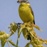 Geltonoji kielė - Motacilla flava | Fotografas Gintautas Steiblys