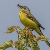 Geltonoji kielė - Motacilla flava | Fotografas Gintautas Steiblys