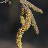 Baltalksnis - Alnus incana, vyriški žirginia | Fotografas Gintautas Steiblys