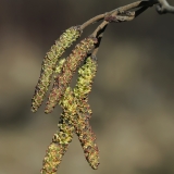 Baltalksnis - Alnus incana, vyriški žirginia | Fotografas Gintautas Steiblys