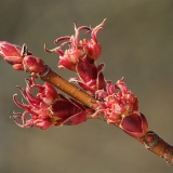 Sidabrinis klevas - Acer saccharinum | Fotografas Gintautas Steiblys