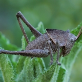 Žiogas - Drymadusa dorsalis, nimfa | Fotografas Gintautas Steiblys