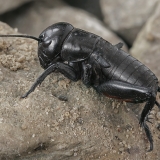 Dirvoninis svirplys - Gryllus campestris, nimfa ♂ | Fotografas Gintautas Steiblys