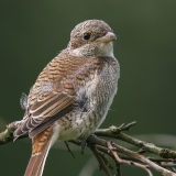Paprastoji medšarkė - Lanius collurio, juv. | Fotografas Gintautas Steiblys