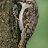 Eurazinis liputis - Certhia familiaris | Fotografas Gintautas Steiblys