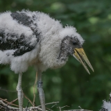 Juodasis gandras - Ciconia nigra, juv. | Fotografas Gintautas Steiblys