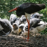 Juodasis gandras - Ciconia nigra | Fotografas Gintautas Steiblys