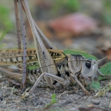 Margasis žiogas - Decticus verrucivorus ♀ | Fotografas Gintautas Steiblys
