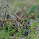 Margasis žiogas - Decticus verrucivorus ♀ | Fotografas Gintautas Steiblys