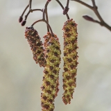 Baltalksnis - Alnus incana, vyriški žirginiai | Fotografas Gintautas Steiblys