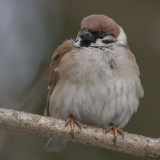 Eurazinis karklažvirblis - Passer montanus | Fotografas Gintautas Steiblys