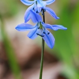 Sibirinė scylė - Scilla siberica | Fotografas Gintautas Steiblys