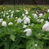 Baltažiedės plukės - Anemonoides nemorosa | Fotografas Gintautas Steiblys