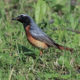 Paprastoji raudonuodegė - Phoenicurus phoenicurus ♂ | Fotografas Gintautas Steiblys