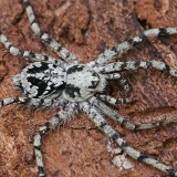 Kamieninis vikrūnas - Philodromus margaritatus | Fotografas Gintautas Steiblys