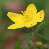 Geltonžiedė plukė - Anemonoides ranunculoides | Fotografas Gintautas Steiblys