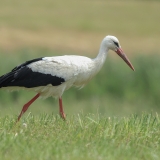Baltasis gandras - Ciconia ciconia | Fotografas Gintautas Steiblys