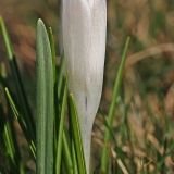 Pavasarinis krokas - Crocus vernus | Fotografas Gintautas Steiblys