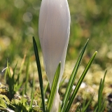 Pavasarinis krokas - Crocus vernus | Fotografas Gintautas Steiblys