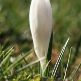 Pavasarinis krokas - Crocus vernus | Fotografas Gintautas Steiblys