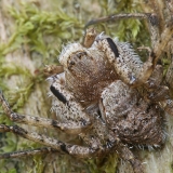 Kamieninis vikrūnas - Philodromus margaritatus | Fotografas Gintautas Steiblys