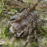 Kamieninis vikrūnas - Philodromus margaritatus | Fotografas Gintautas Steiblys