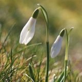 Baltoji snieguolė - Galanthus nivalis | Fotografas Gintautas Steiblys