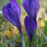 Pavasarinis krokas - Crocus vernus | Fotografas Gintautas Steiblys