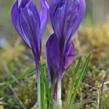 Pavasarinis krokas - Crocus vernus | Fotografas Gintautas Steiblys