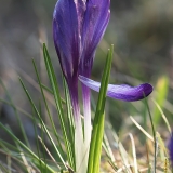 Pavasarinis krokas - Crocus vernus | Fotografas Gintautas Steiblys